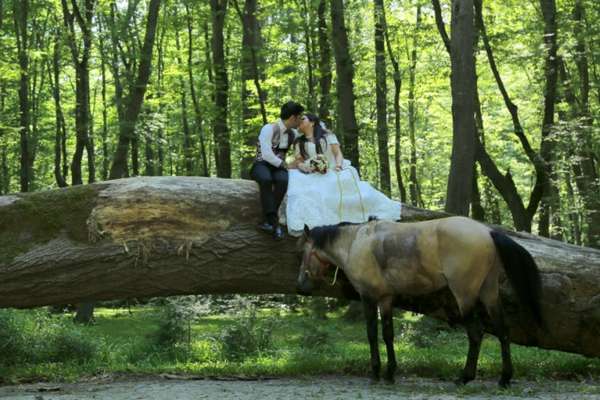 فرمالیته عروسی جنگل